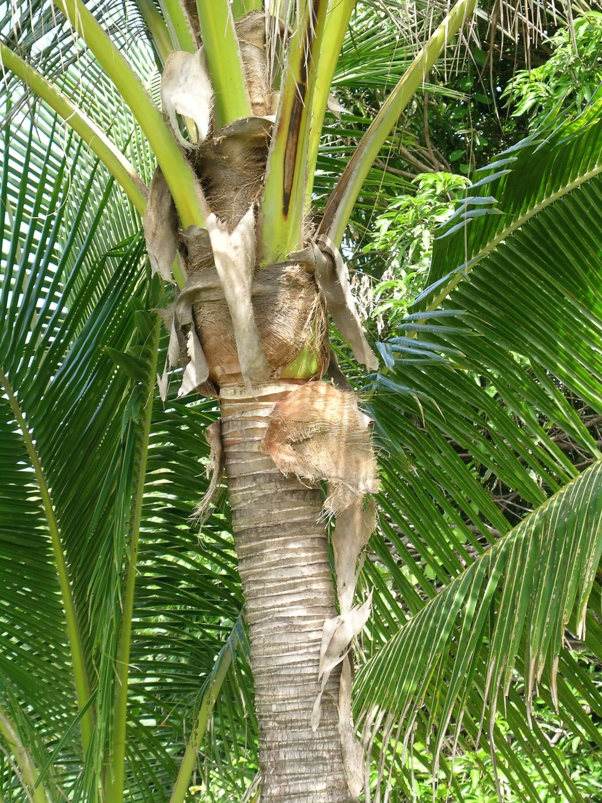 Levuana iridescens Applied Biological Control Research